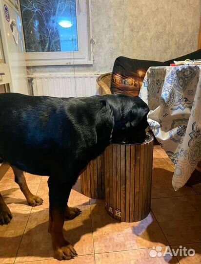 Миски для собак с подставкой, стойка для мисок