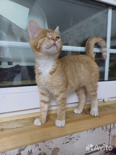 Котенок в дар