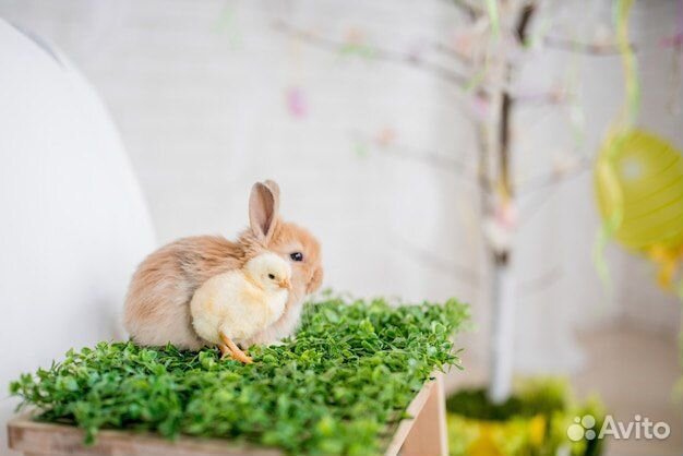 Карликовый кролик