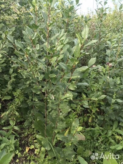 Саженцы вишни