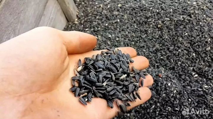 Семечки подсолнечника
