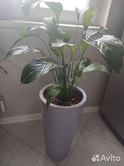 Спатифиллум