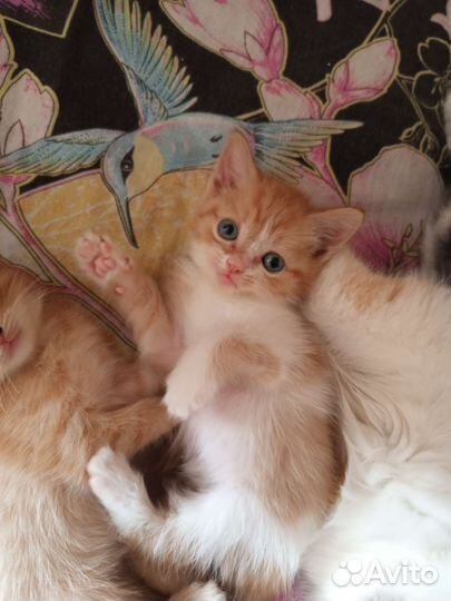 Котята в добрые руки
