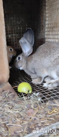 Продам кроликов