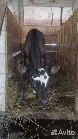 Некрупная тёлочка Джерси 75 процентов