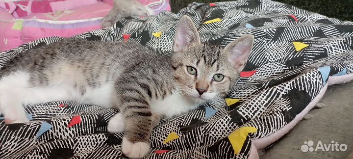 Котенок 2 месяца