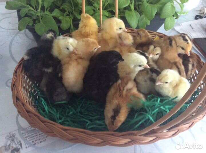 Продам цыплят от кур несушек