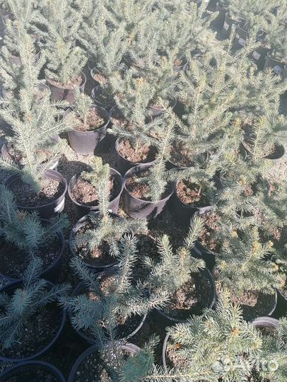 Ель Glauca, глаука