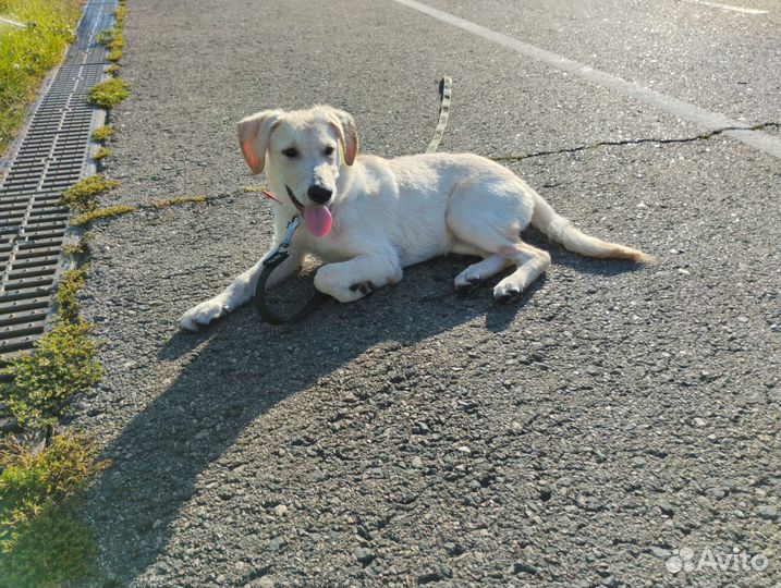 Щенок в добрые руки