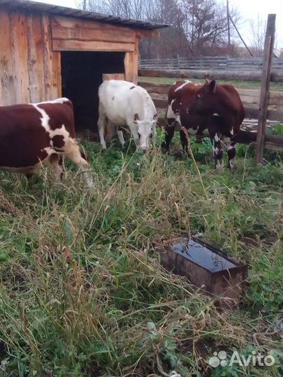 Бычки и быки