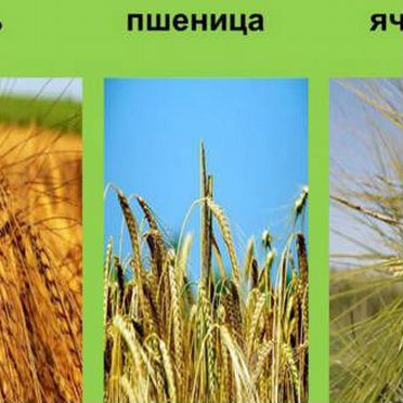Зерно пшеница ячмень