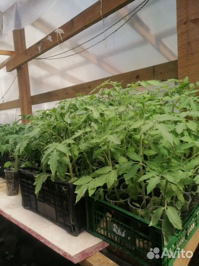 Рассада помидор