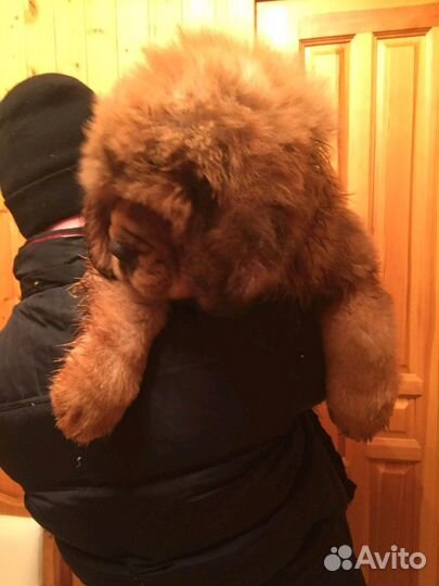 Китай парень