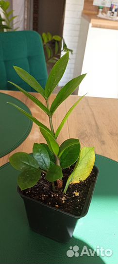 Замиокулькас