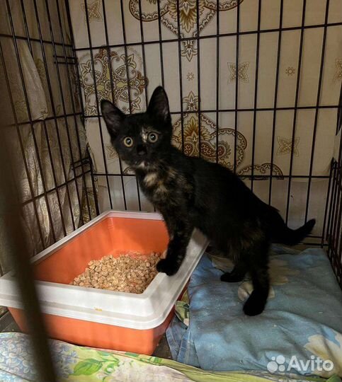 Кошечка в добрые руки