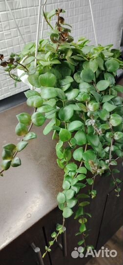 Эсхинантус в кашпо