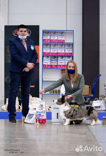 Вельш Корги Кардиган (Вязка)