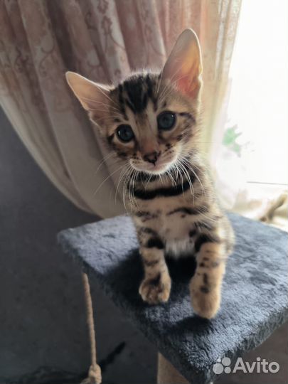 Бенгальские котята