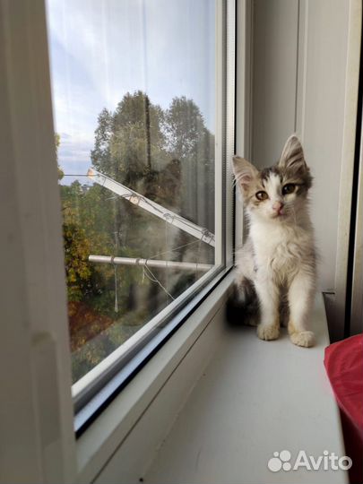 Котенок в добрые руки