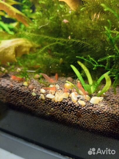 Креветка аквариумная красный огонь