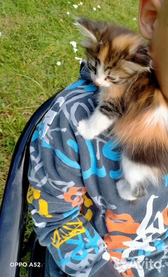 Отдам котят