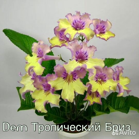 Стрептокарпусы