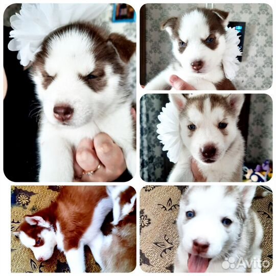 Сибирский хаски