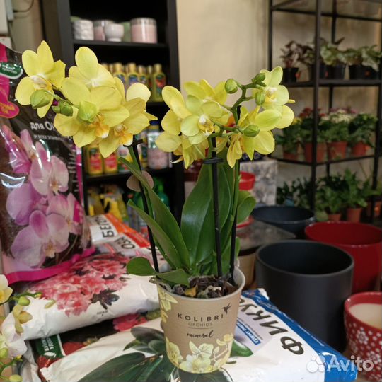 Орхидея фаленопсис мульти флора 2 ст