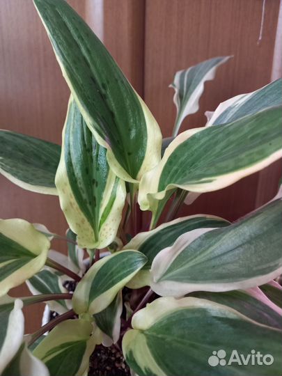 Комнатные растения цветы