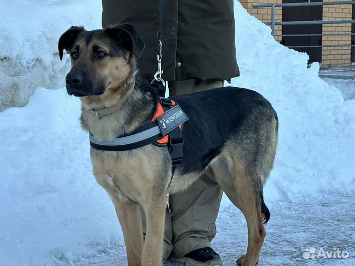 Бетти ищет дом