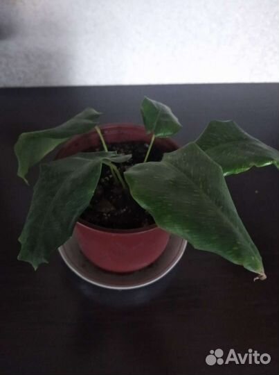 Калатея нетворк