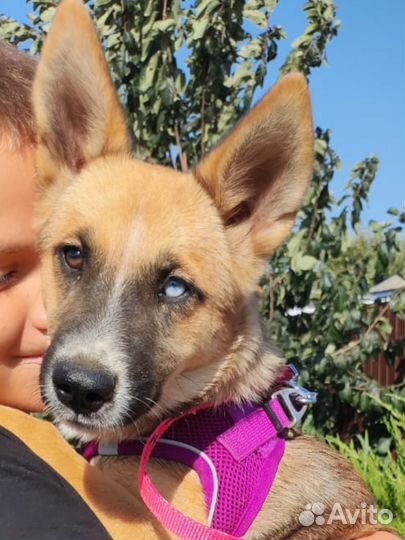 Щенок подросток в добрые руки