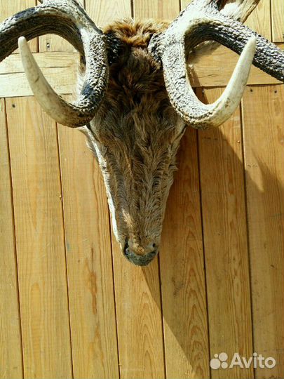 Продам рога