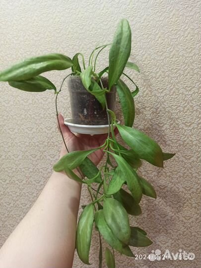 Хойя Nicholsoniae New Guinea Ghost