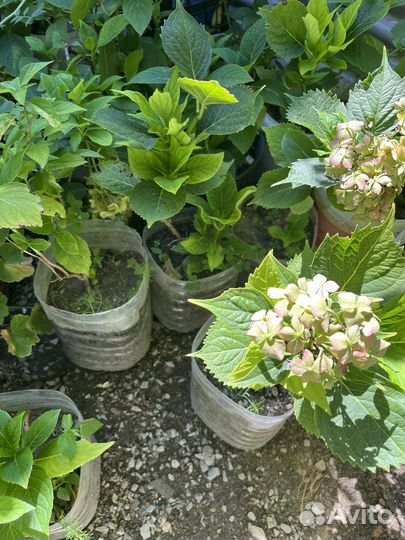 Растения для сада