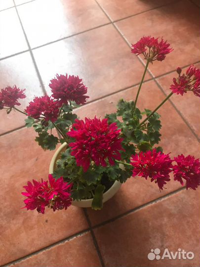 Пеларгония