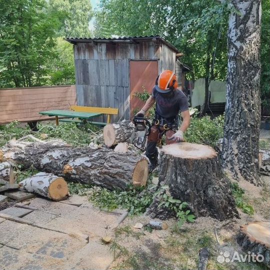 Спил и удаление деревьев, обрезка деревьев