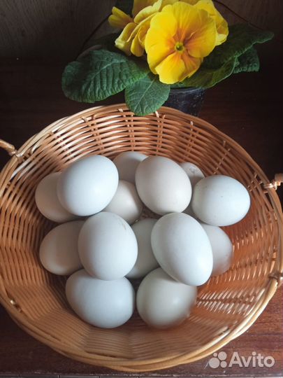 Амераукана,петухи, яйцо, цыплята