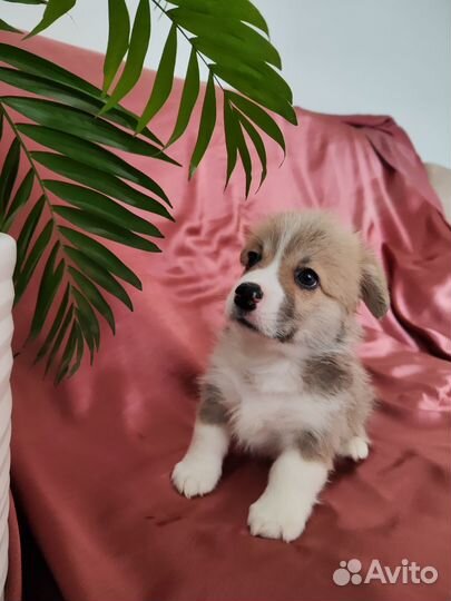 Вельш-корги пемброк