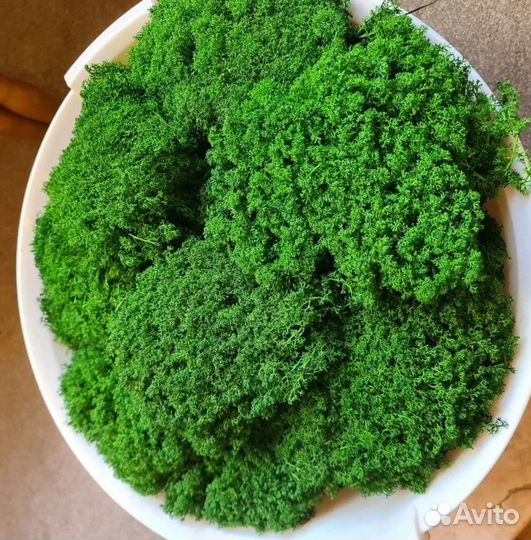 Вечно живой мох для декора помещений интерьер спил