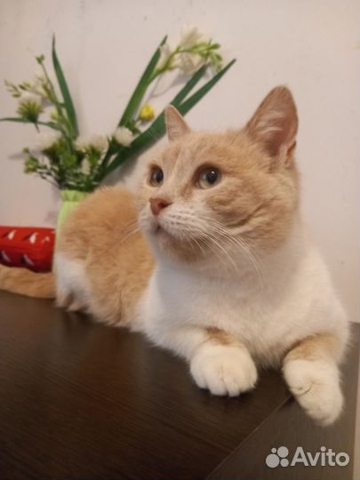 Нежная малышка Майра в поисках дома