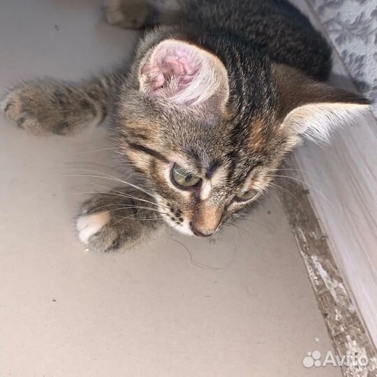 Кошки в добрые руки бесплатно