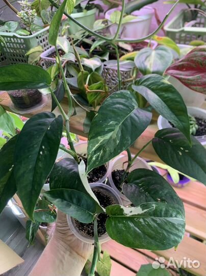 Эпипремнум Сциндапсус