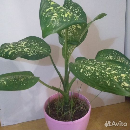 Диффенбахия