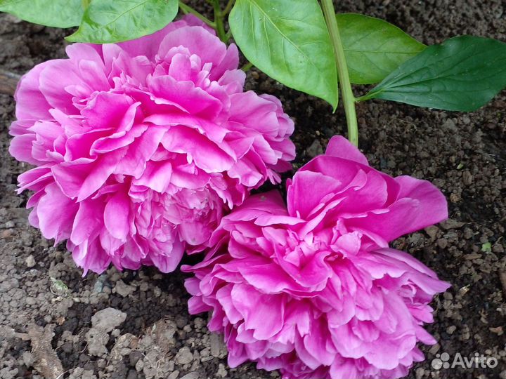 Пионы на срезку