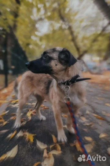 Собака