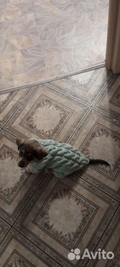 Одежда для маленьких собак