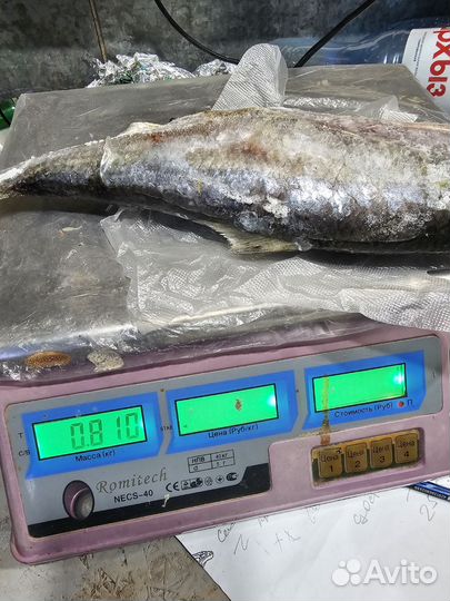 Сельдь Залом