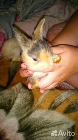 Декоративные кролики