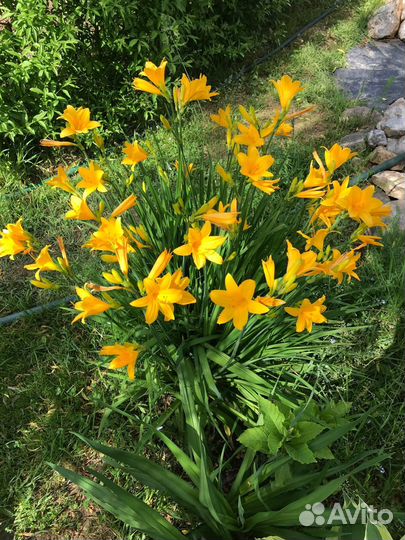 Лилейник Миддендорфа ранний